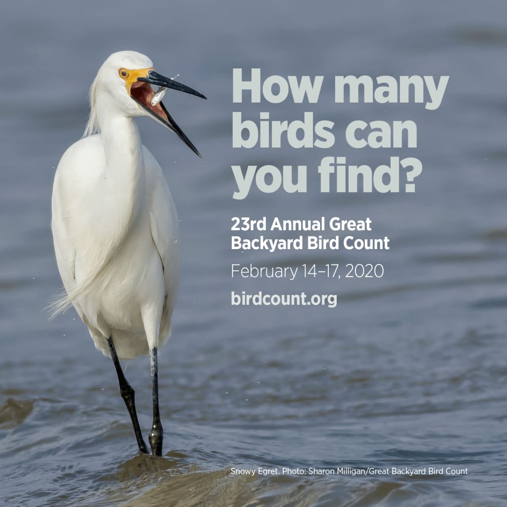 Great Backyard Bird Count